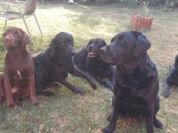 Labrador-familienzucht.de