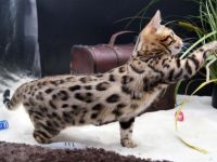 Wir haben süße Kitten für Liebhaber. Ein wunderschönes