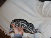 Eltern sind PKdef., PKD,HCM und Pra-b N/N Alle sind