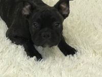 Ein schöner Rüde. Flaffy+cacao. Kerngesund , mit guten