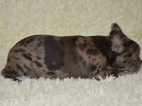 Ein schönes Mädchen. Flaffy+ Cacao. Kerngesund , mit