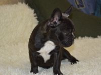 Ein schöne Hündin. Flaffy+cacao. Kerngesund , mit guten