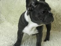 Ein schöner Rüde. Geimpft. Kerngesund , mit guten Genen