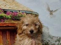 Süße apricot Zwergpudel Welpe Unsere reinrassige Toy