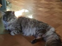 Maine Coon von Raibersdura