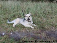 Das ist unser Sonnenschein Cody. Für Cody suchen wir