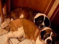 Beethoven, junger gesunder Bernhardiner, 8 Monate alt.