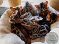 Am 11.08.2021 hat unsere Leilani 5 tolle Babys bekommen