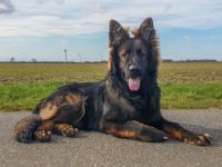 Max-Nanuk von Bellissimi Cani