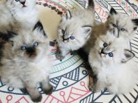 Perser Kitten mit Nase