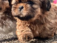 Ich suche liebevolle Hundeeltern für eine schöne kleine ShihTzu Hündin