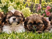 Shih Tzu Welpen aus verantwortungsvoller, liebevoller Aufzucht