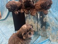 Shih Tzu Welpen – Reservierung für kommende Würfe (Bayern)