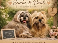 Shih Tzu Welpen aus verantwortungsvoller, liebevoller Aufzucht