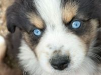 .Liebenswerte kinderliebe Mini ( Toy ) Aussies haben