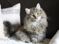 Norwegische Waldkatze, Kitten, Norweger, Katzenbabys