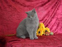 Hallo wir sind 3 süsse Britenbärchen in den Farben Blau