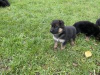 Meine Welpen werden ab der 8 Woche zum Verkauf