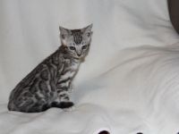 Bengalen von der Saffenburg