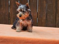 Australian Silky Terrier Welpen KfT/VDH/FCI Australian