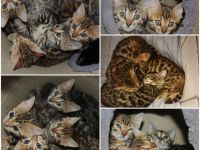 Wer hat noch keinen richtigen Freund? Oder haben sie