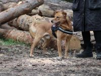 Mates, Name: MATES Aufenthaltsort: Tierheim Kopcany