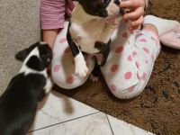 Ich verkaufe hier süße Boston Terrier Welpen 1 Rüden