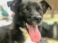 Kevin ist einer von circa 140 Hunden und 30 Katzen, die