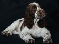 We have a liver white boy  FULL OF JOY "Mati"