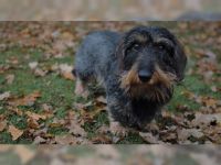 Carlson vom Wulfenauer Mühlenbach