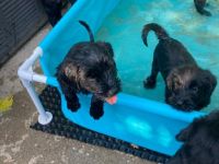 Am 19. Juni ist unser P- Wurf Riesenschnauzer / schwarz