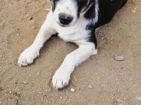 Misti ist einer von circa 140 Hunden und 30 Katzen, die