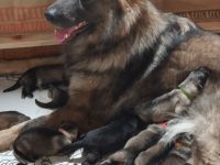 Am 03.12.2021 hat meine Hidayah 11 wunderschöne und