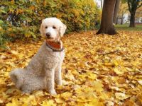 Großpudel Rio vom Kirschgarten