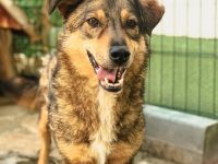 Olaf ist einer von circa 140 Hunden und 30 Katzen, die