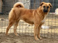 Baileys ist einer von circa 140 Hunden und 30 Katzen,