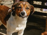 Hilly ist einer von circa 140 Hunden und 30 Katzen, die