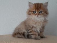 Unsere Bärchen stammen von absolut gutmütigen Eltern,