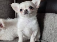 Zuckersüße reinrassige Chihuahua Welpen Kurzhaar suchen