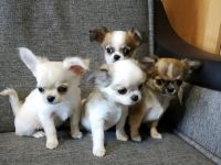 Reinrassige Chihuahua-Welpen (Mädchen und Rude)