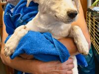 Bali ist einer von circa 140 Hunden und 30 Katzen, die