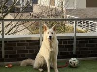 Hennes von Meierhafe