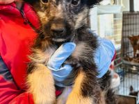 Eiko ist einer von circa 140 Hunden und 30 Katzen, die