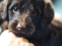 Labradoodle Welpen aus Top Verpaarung