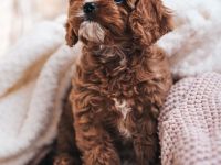 Americ Cockapoo Welpen aus Top Verpaarung