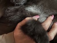 Kleine Zuckerschnuten suchen ab sofort neues