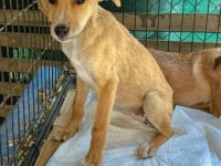 Donna ist einer von circa 140 Hunden und 30 Katzen, die