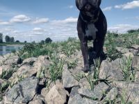 Henry sucht ein liebevolles und sehr aktives neues