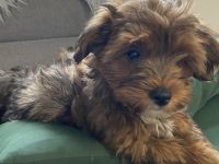 Geburtsdatum: 02.11.2021 Ab heute sind sie 12 Wochen