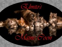 Elmito's Maine Coon